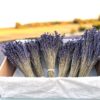 Box of six Dried Lavender Bunches with a medium dark blue colour